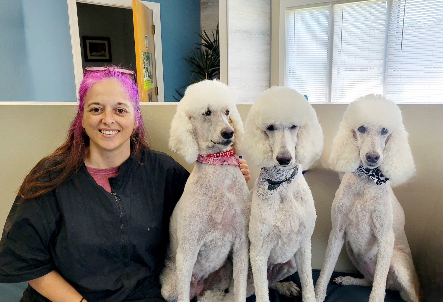 Groomer with groomed poodles